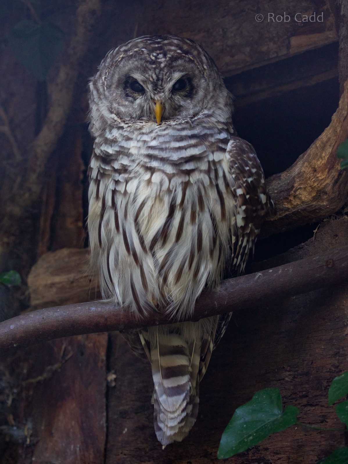 Barred owl : Cotswold Falconry Centre : 03 Sep 2021