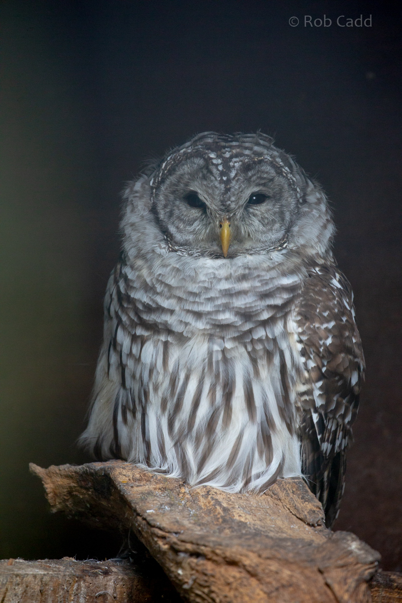 Barred owl : Cotswold Falconry Centre : 04 Sep 2020
