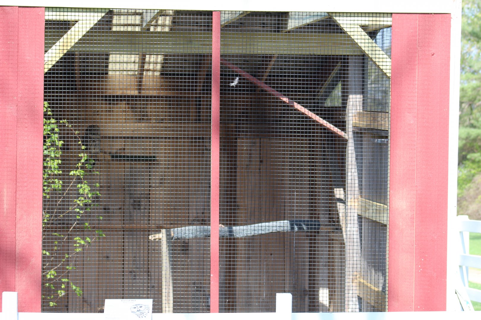 Barred Owl Enclosure