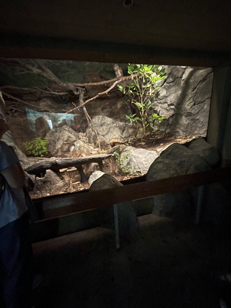 Barred Owl Enclosure