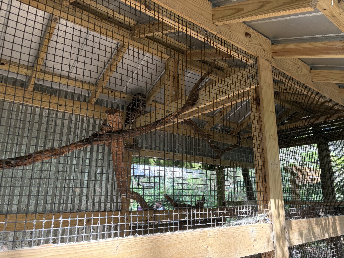 Barred Owl enclosure