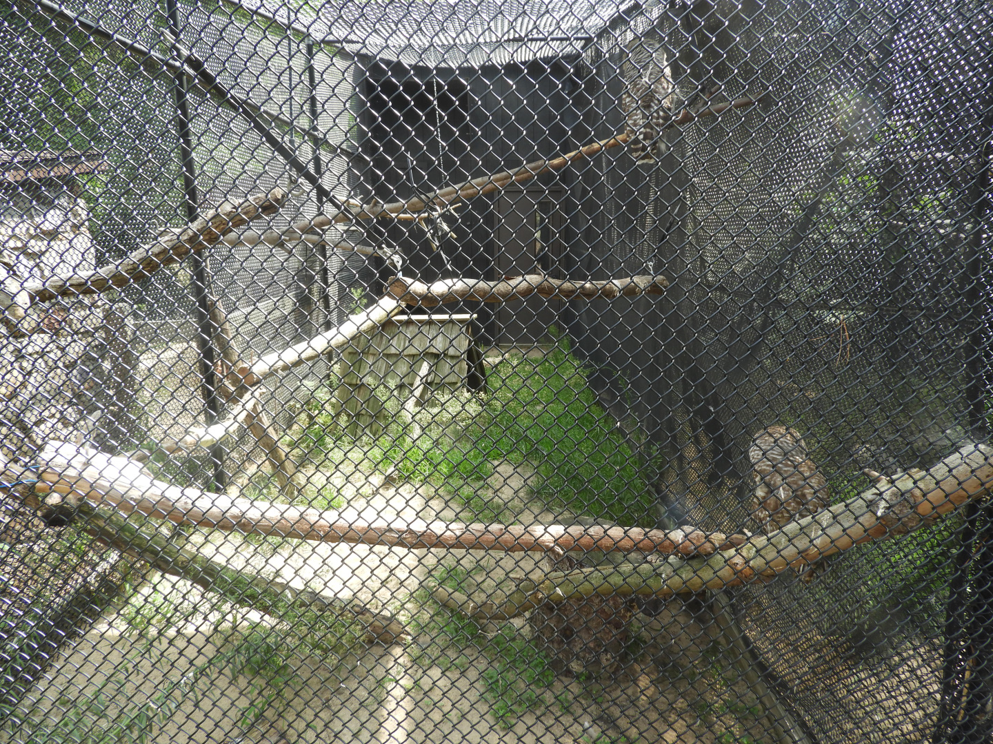 Barred Owl exhibit - Ochsner Park Zoo