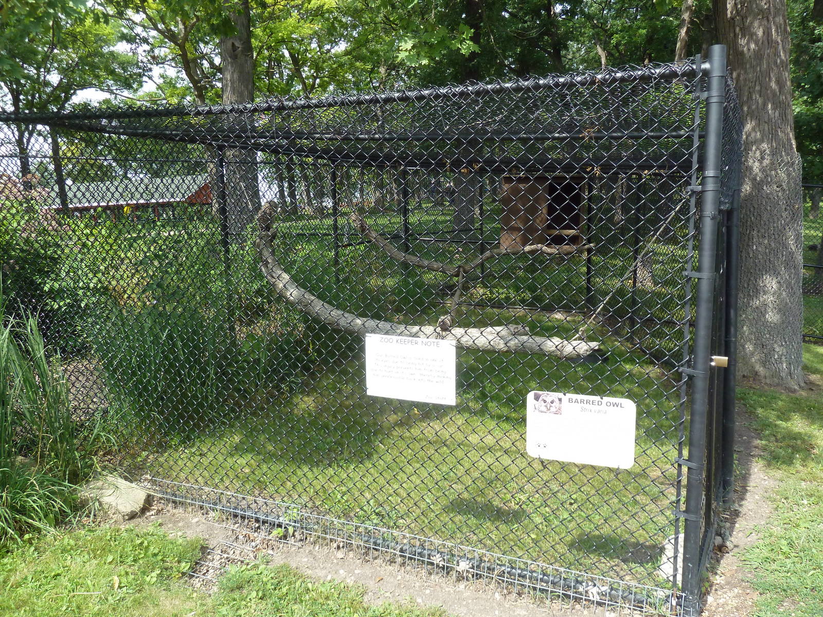 Barred Owl Exhibit
