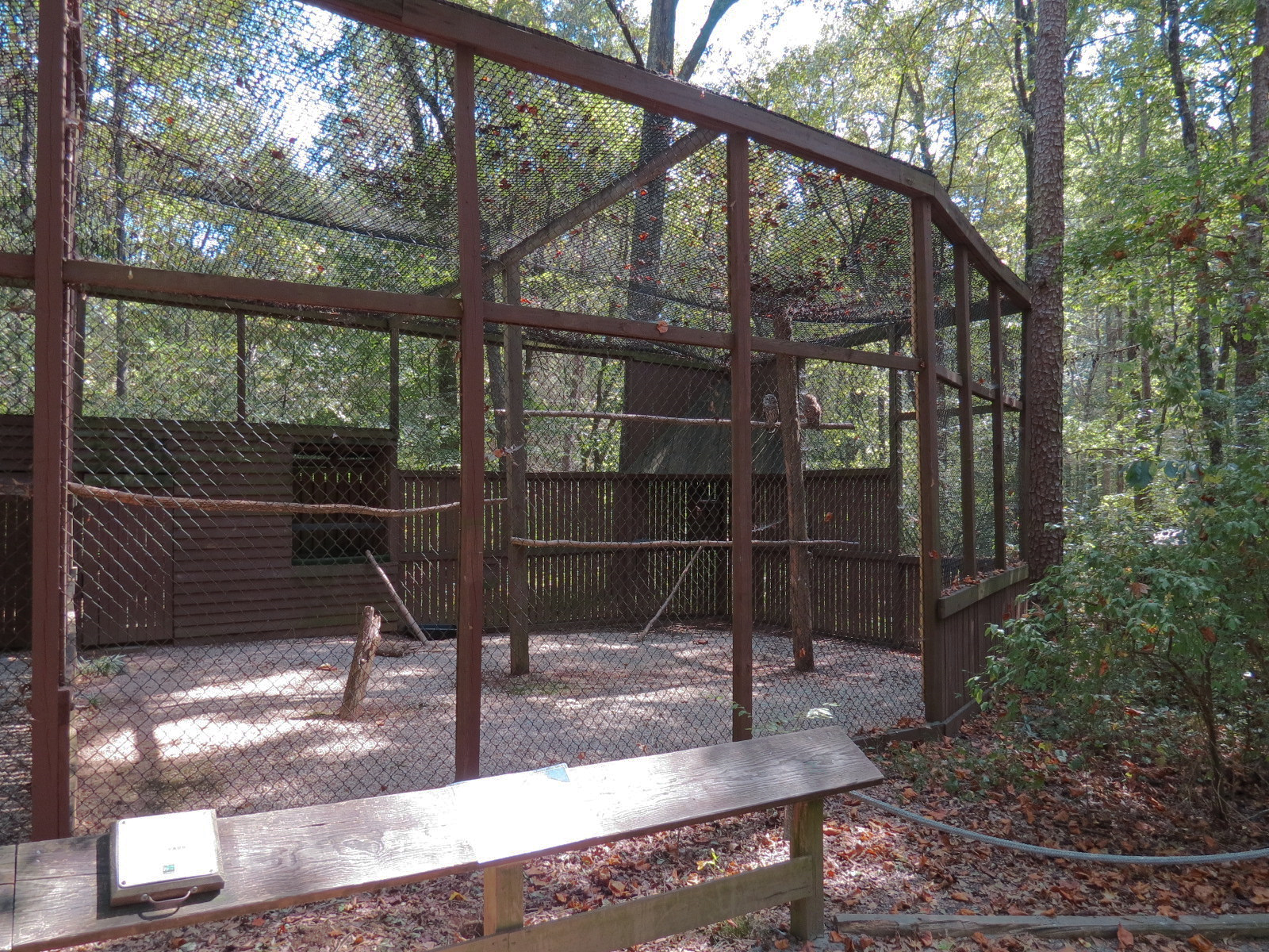 Barred Owl Exhibit