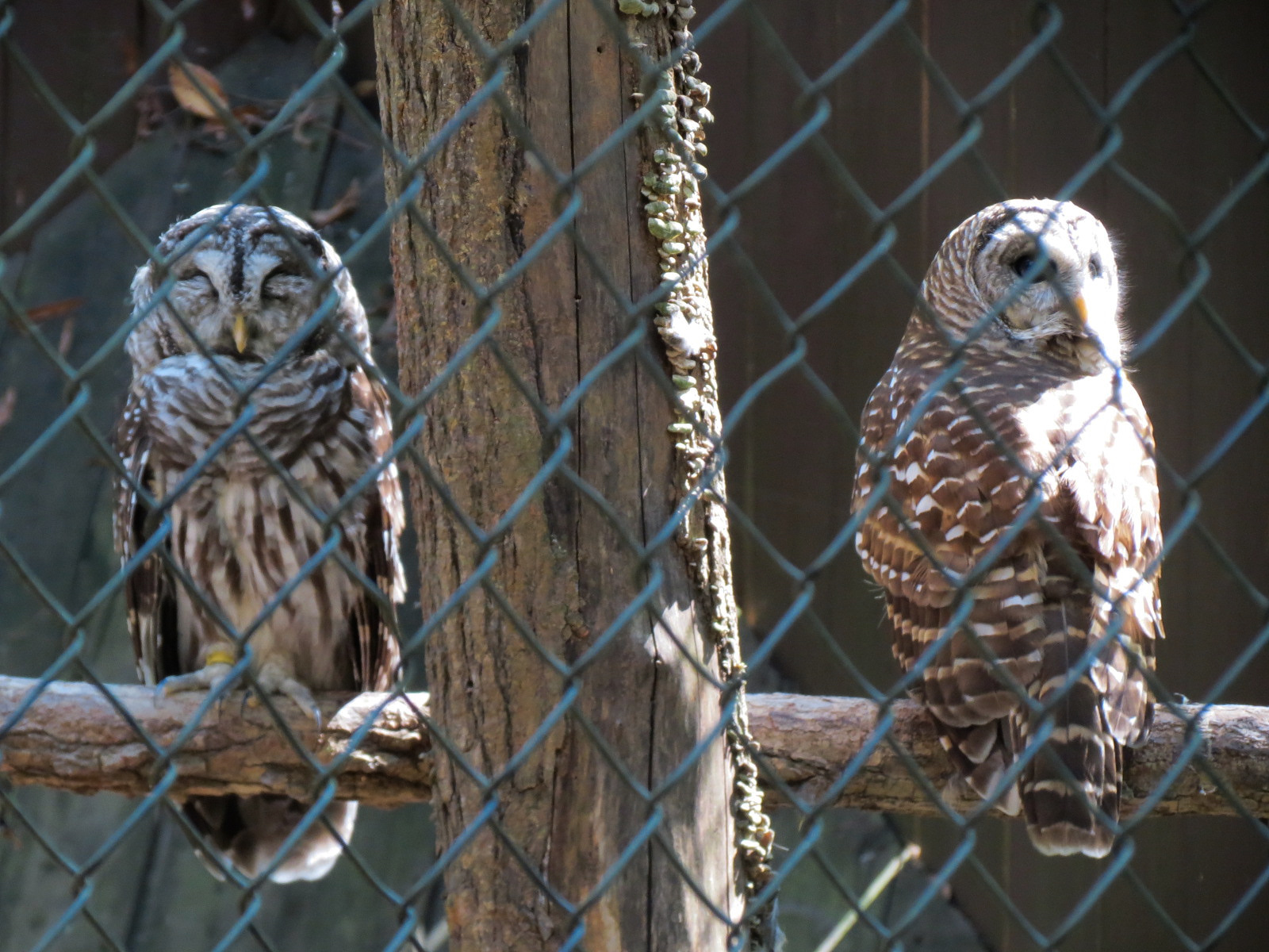 Barred Owl Exhibit