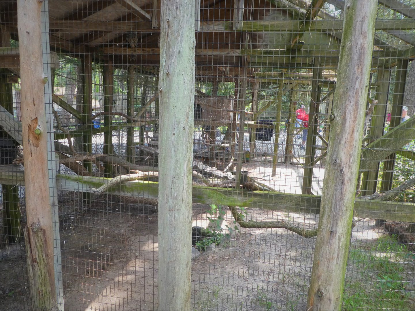 Barred Owl Exhibit