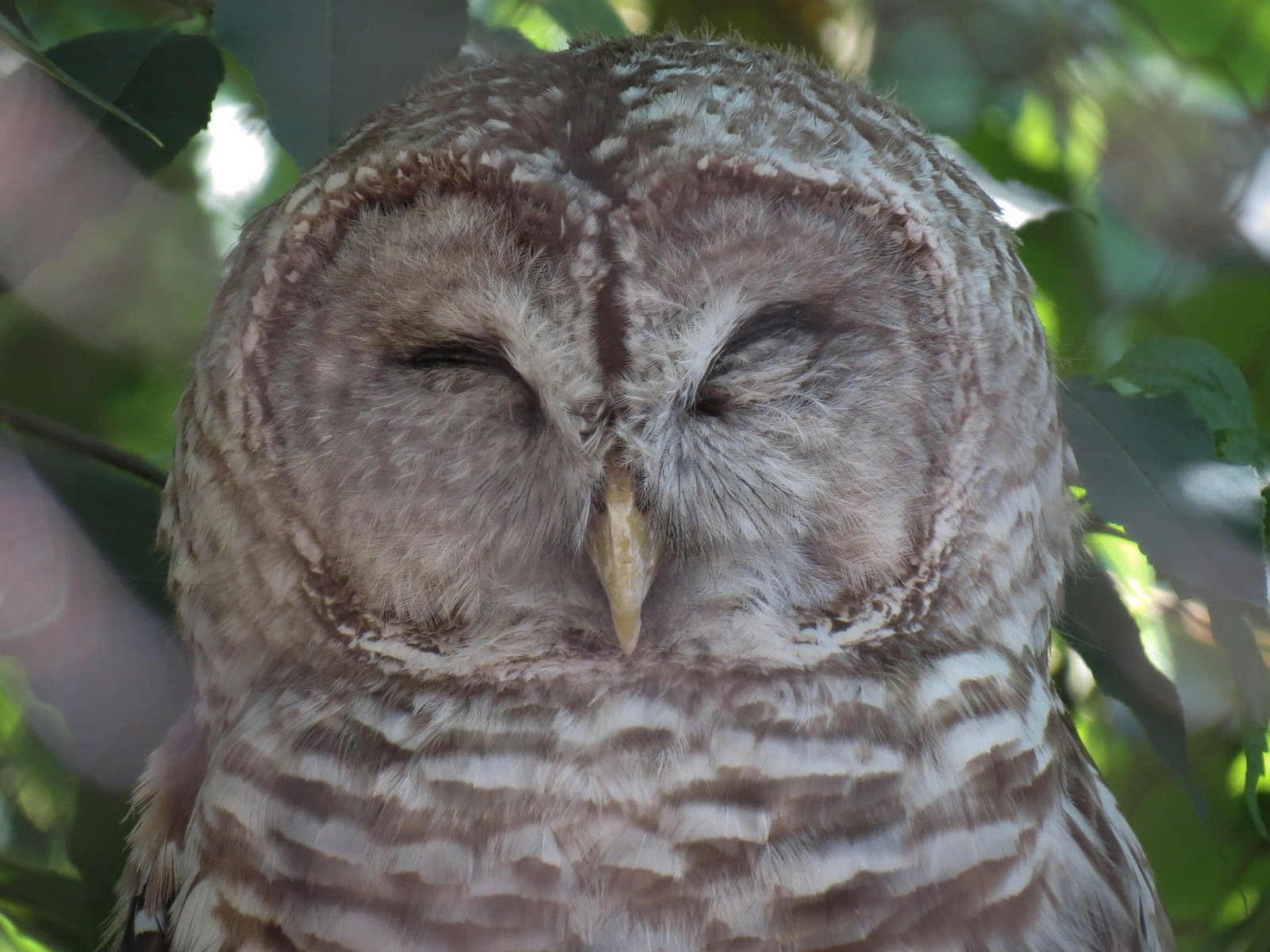 Barred Owl Exhibit