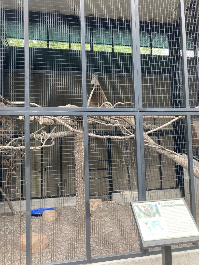 Barred Owl Exhibit