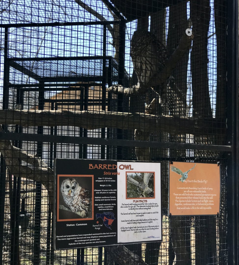 Barred Owl Exhibit