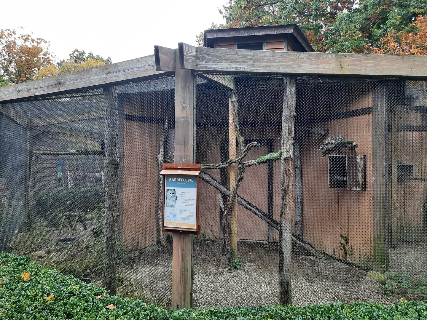 Barred Owl Exhibit