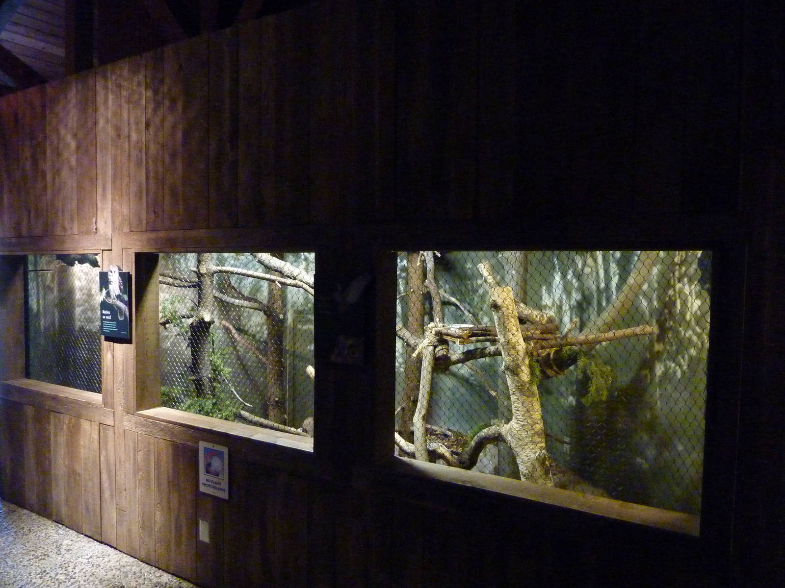 Barred Owl Exhibit