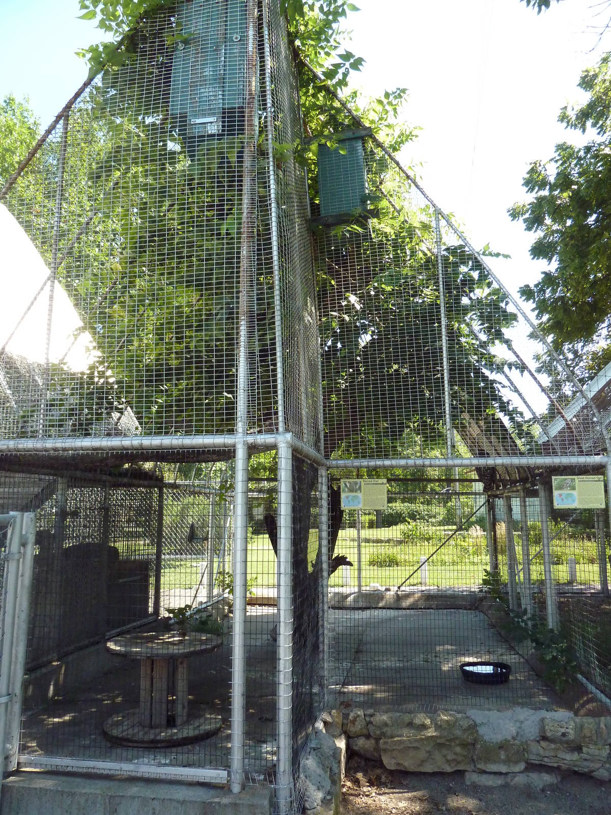 Barred Owl + Great Horned Owl Exhibit