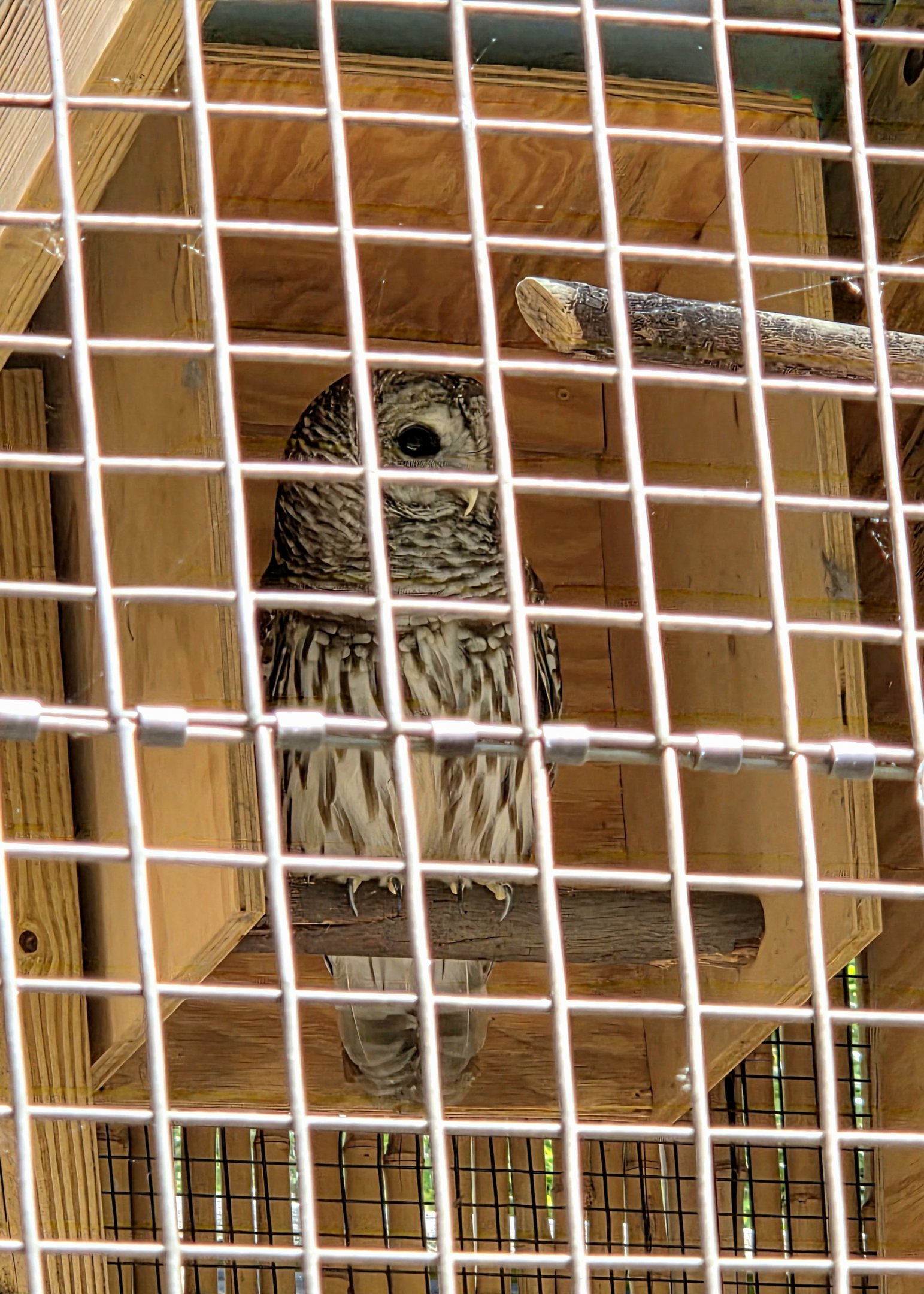 Barred Owl - Greenville Zoo