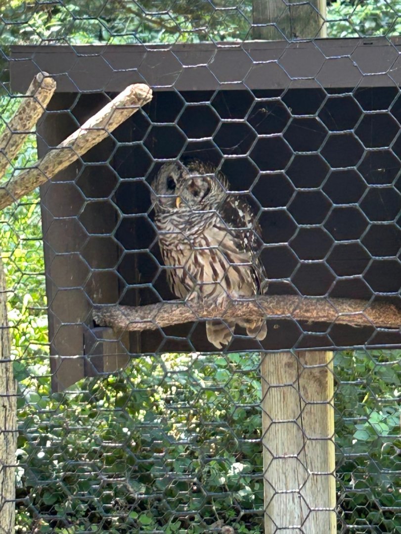 Barred Owl (Kellogg Bird Sanctuary, Augusta, MI, 8/7/25)
