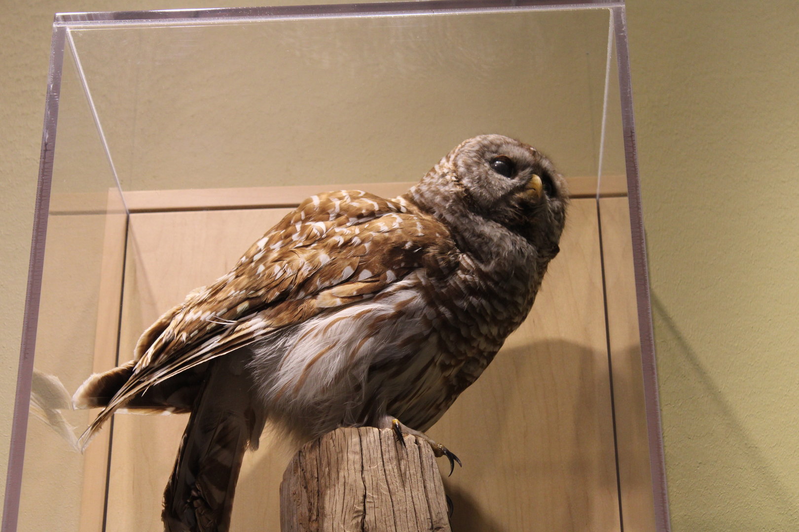 Barred Owl Mount (Strix varia)