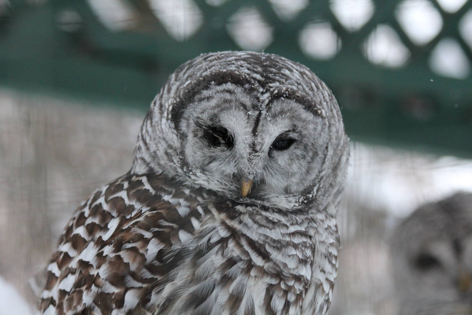 Barred Owl - Nov 2012