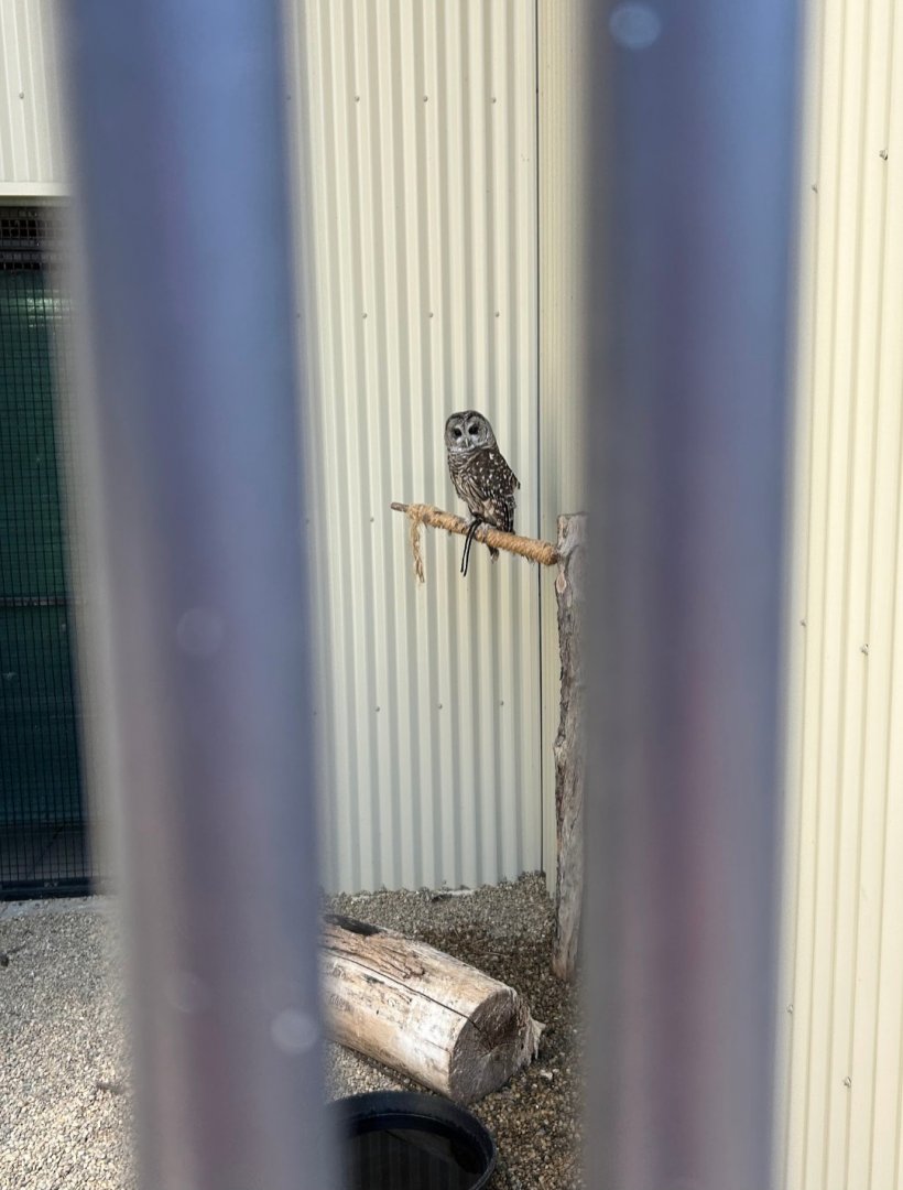Barred Owl (Outdoor Discovery Center, Holland, MI, 8/8/25)