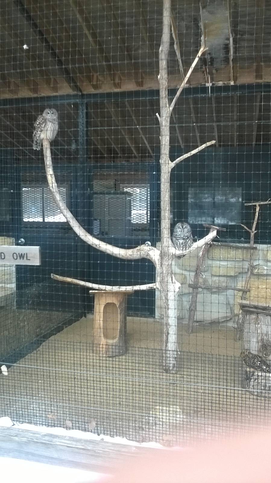 Barred Owl & Short-eared Owl Exhibit