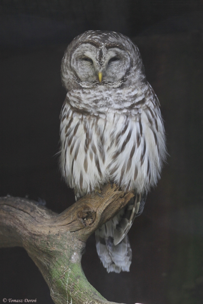 Barred Owl (Strix varia)