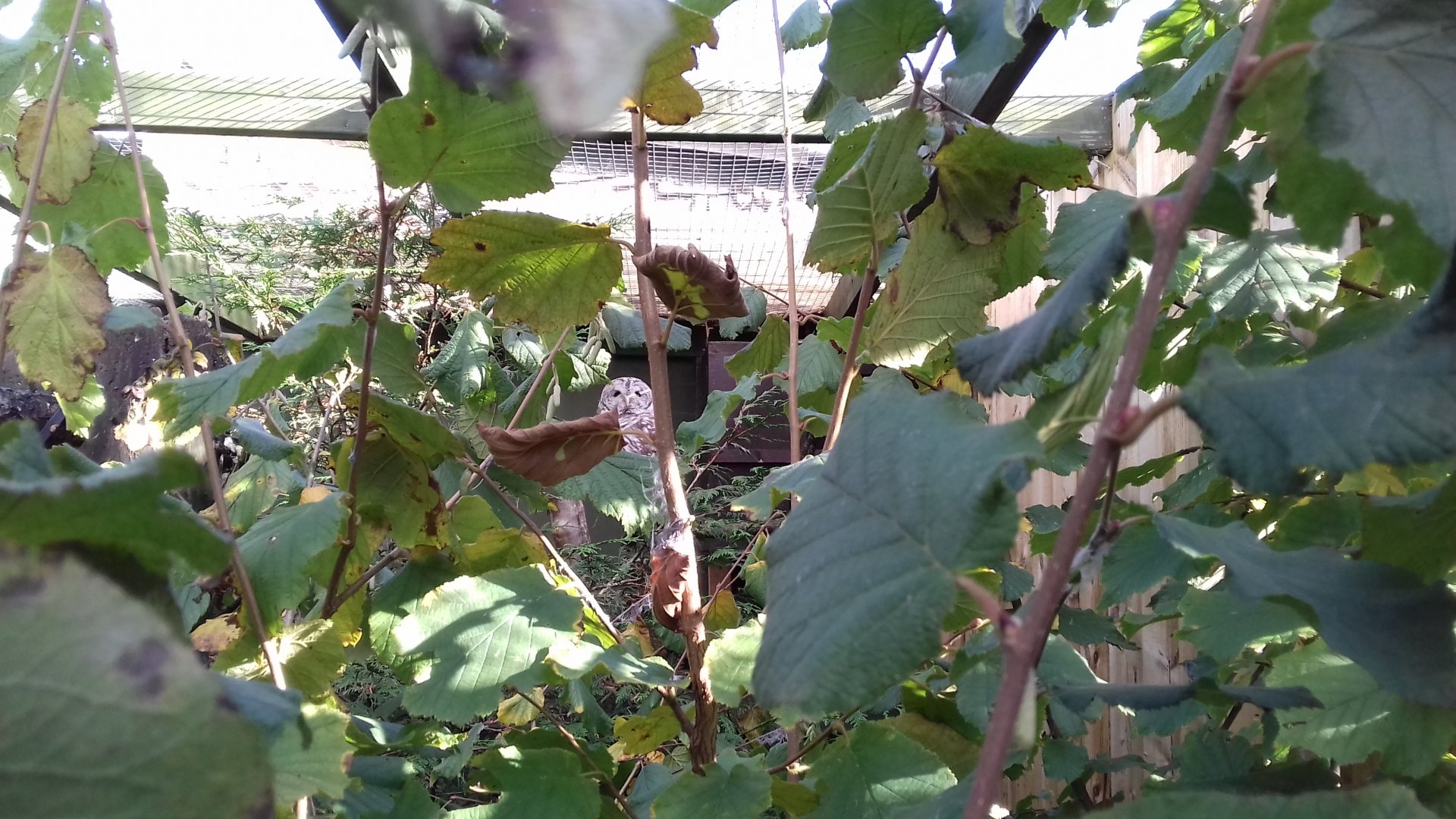 Barred owl (Strix varia)