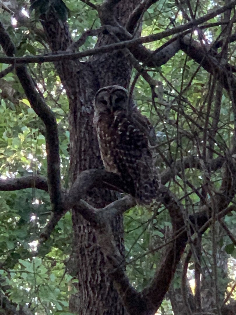 Barred owl (Strix varia)