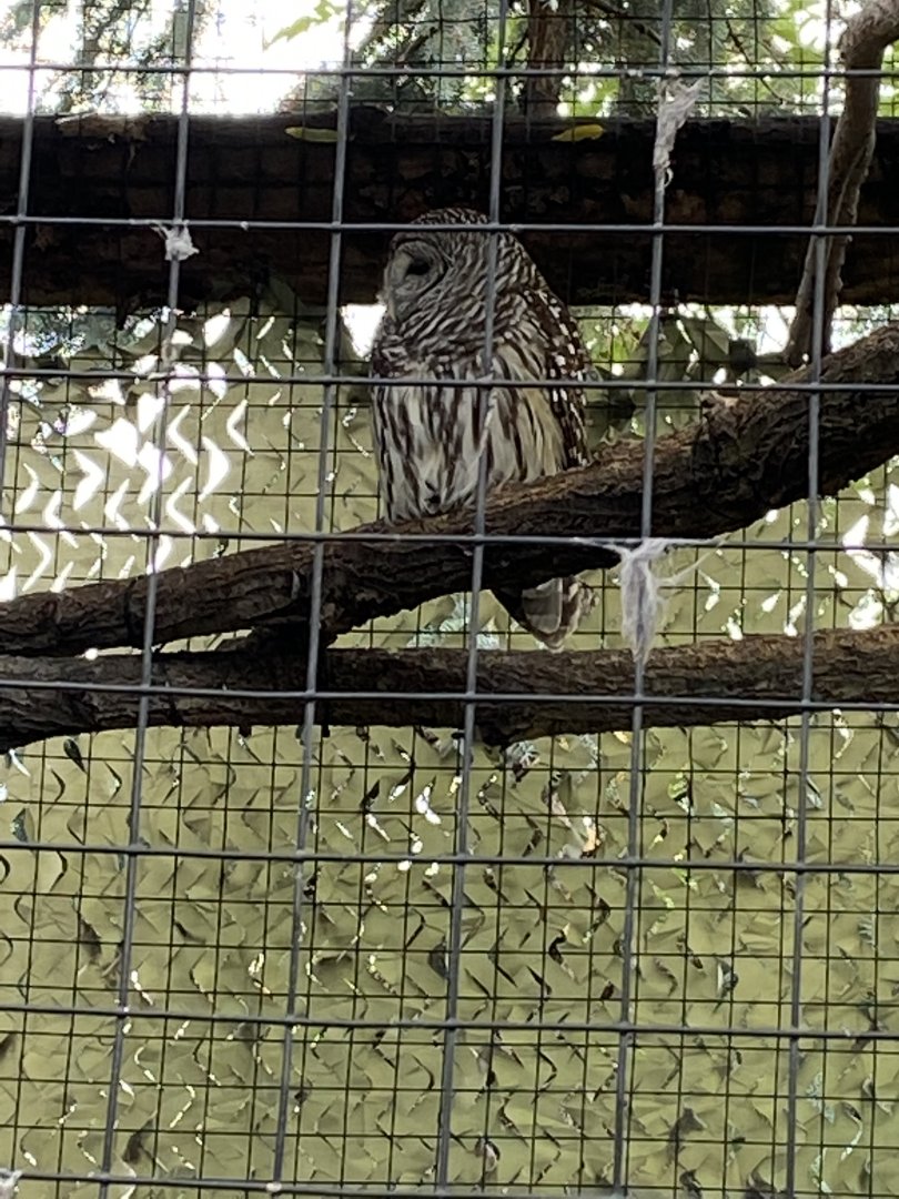 Barred Owl (Strix varia)