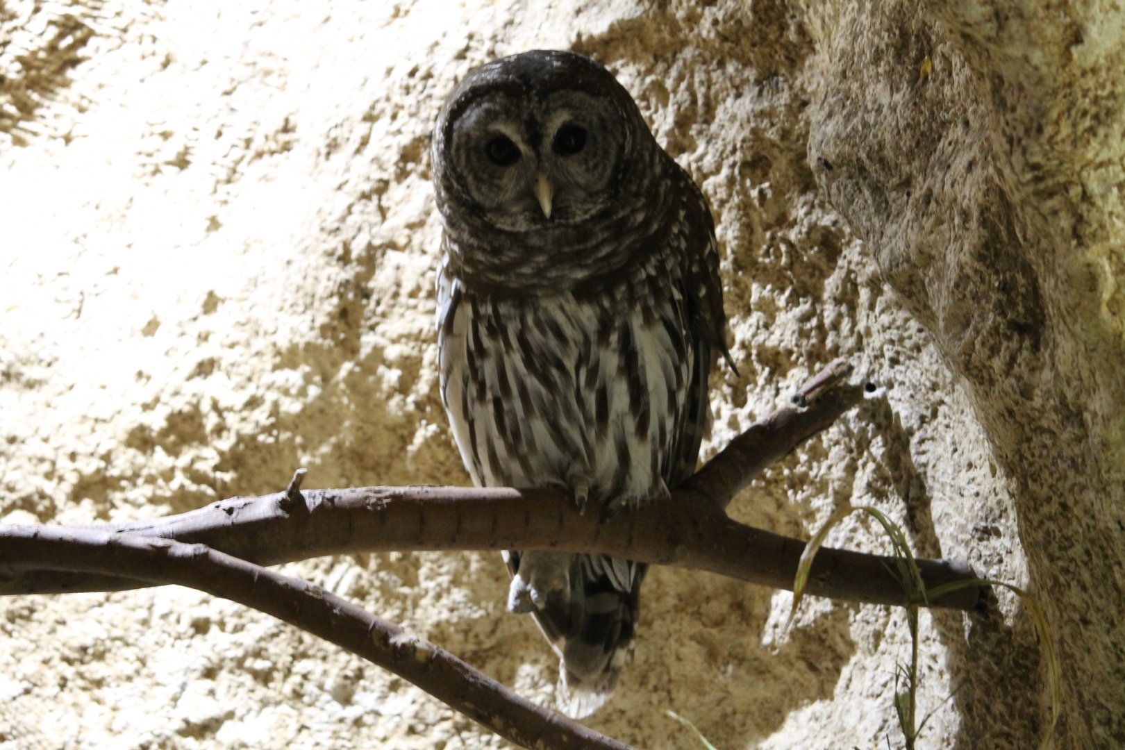 Barred Owl (Strix varia)