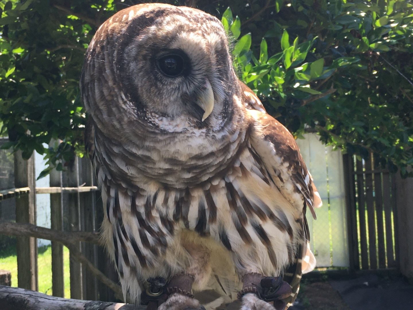 Barred Owl (Strix varia)