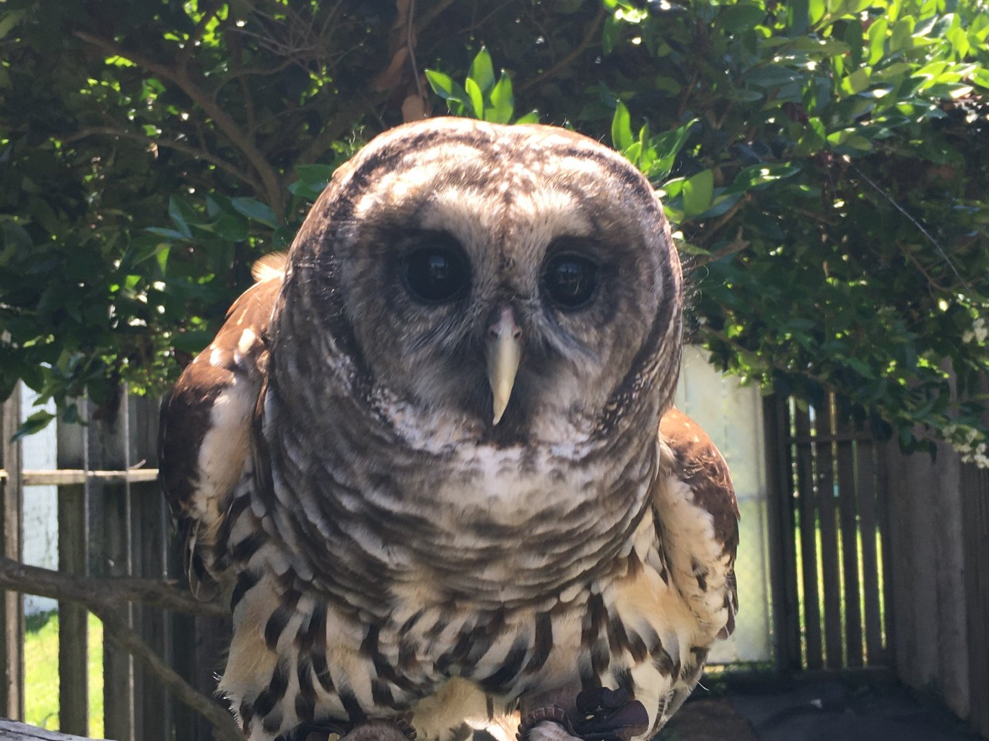 Barred Owl (Strix varia)