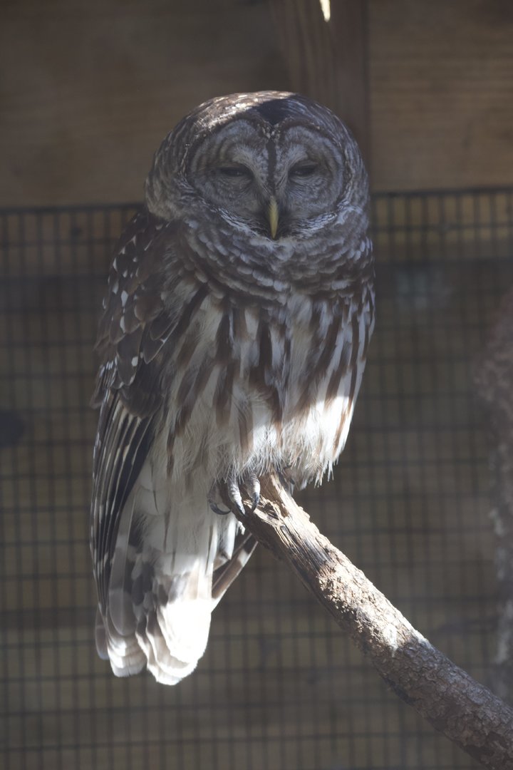 Barred Owl/ Strix varia