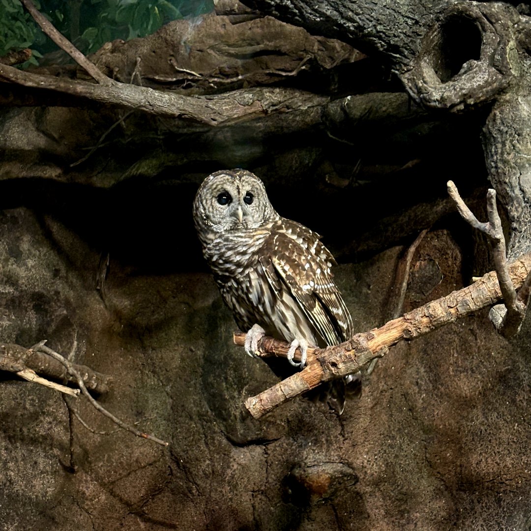 Barred Owl (Strix varia)