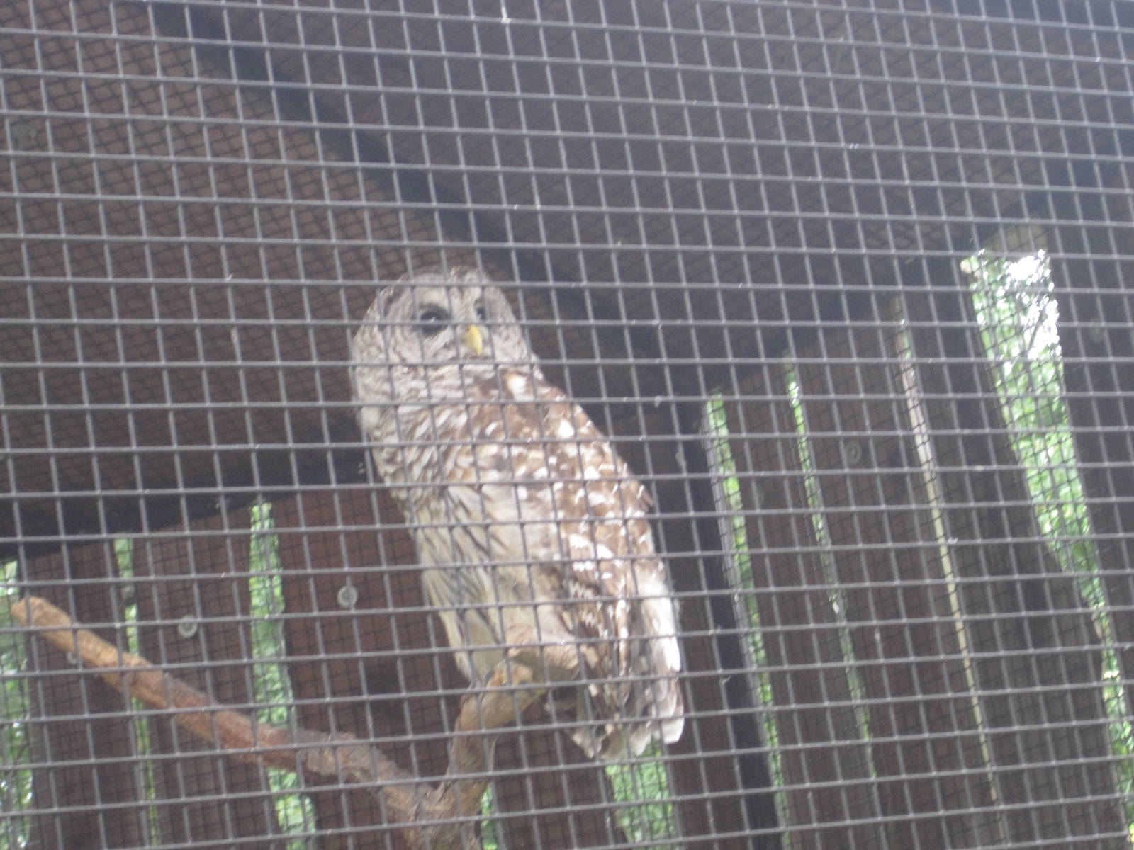 Barred Owl
