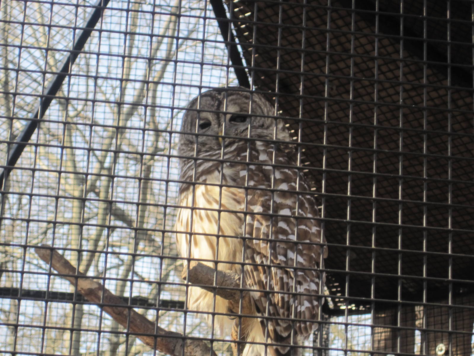 Barred Owl
