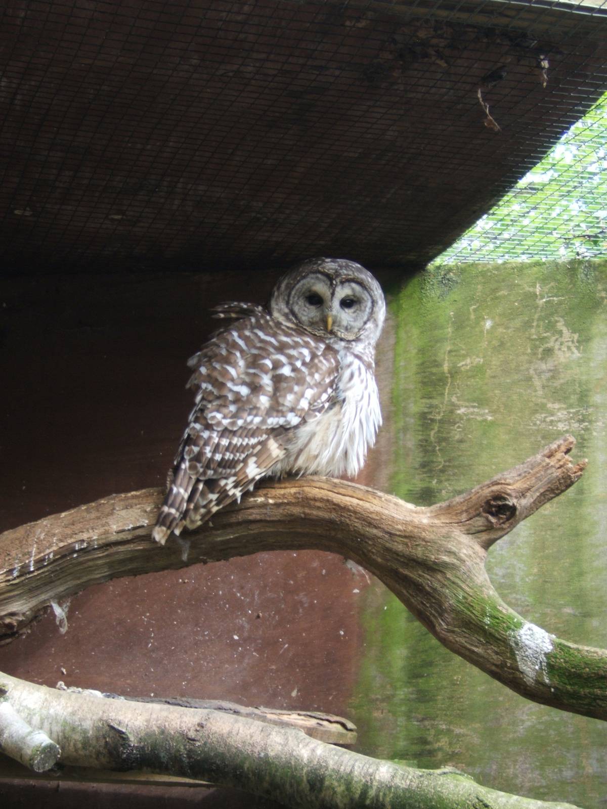 Barred Owl
