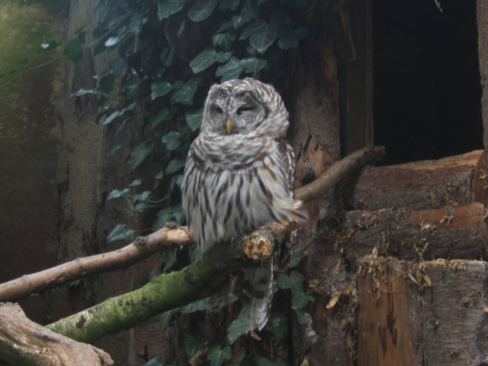 Barred Owl