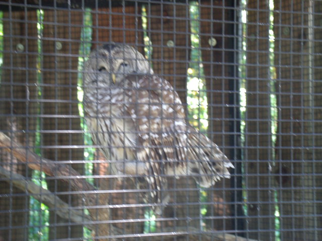 Barred Owl