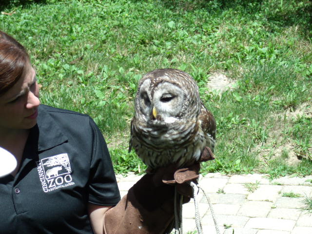 Barred Owl