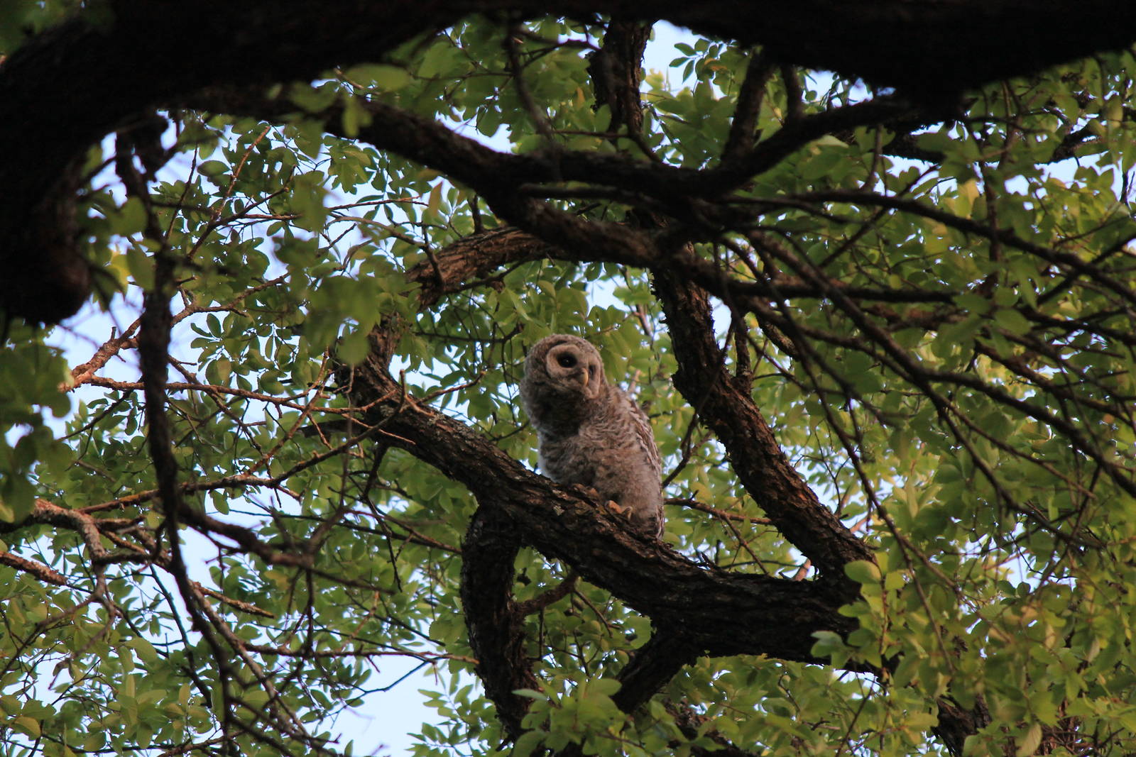 Barred Owl