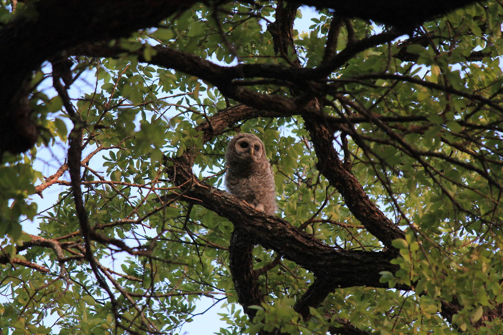 Barred Owl