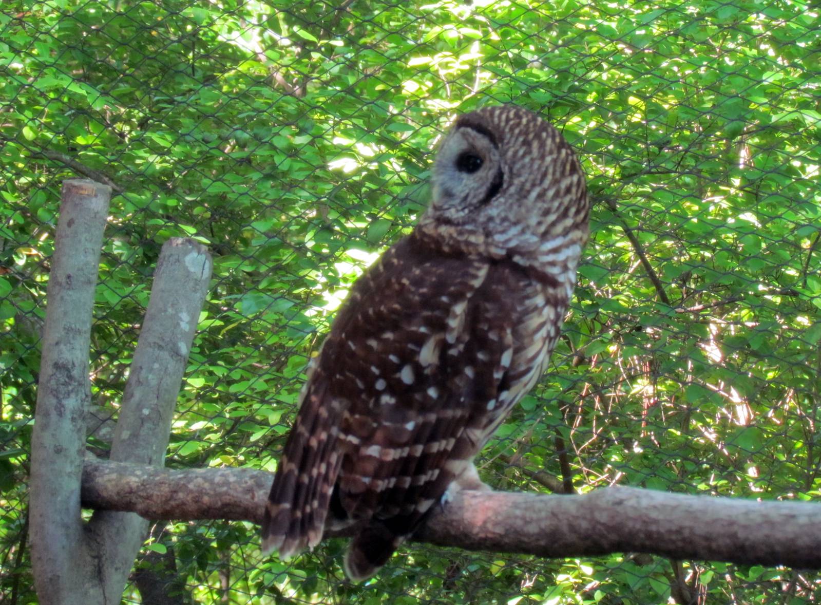 Barred Owl
