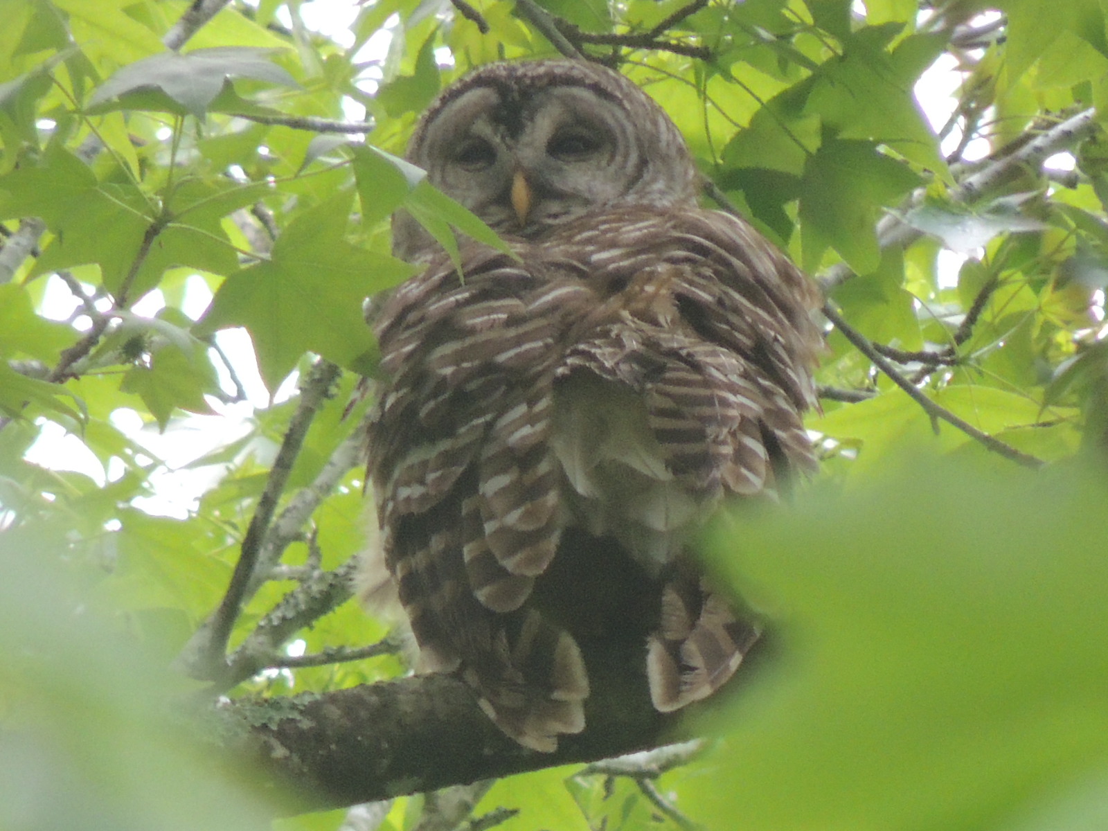 barred owl