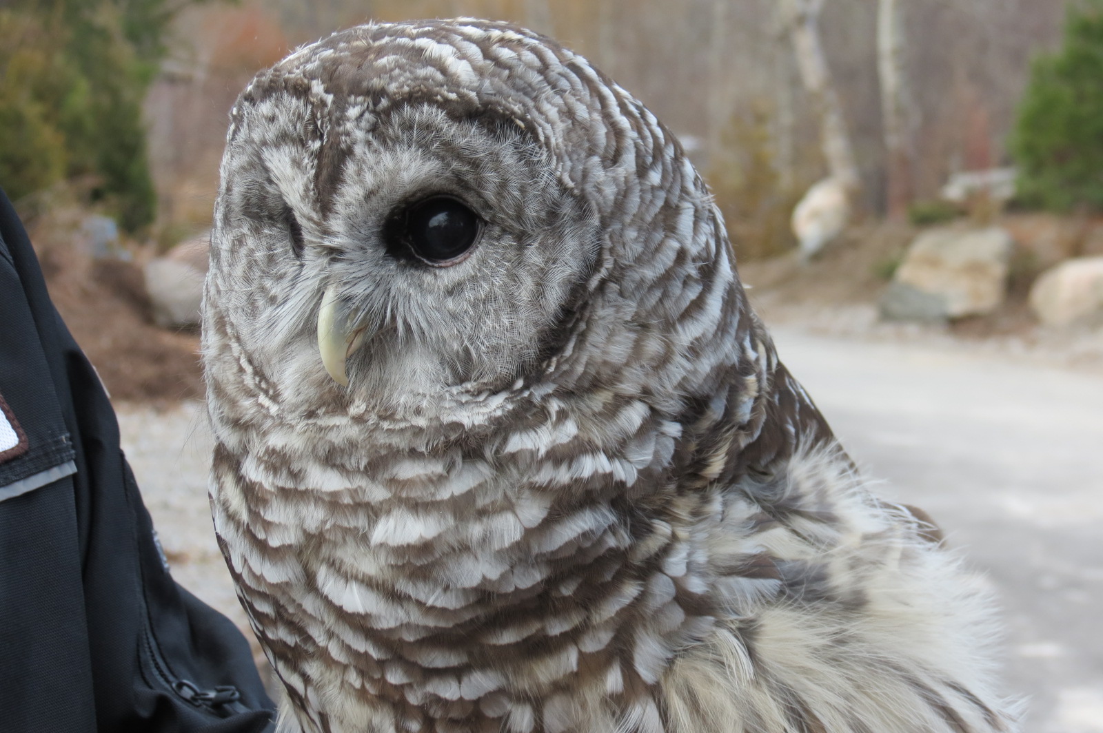 Barred Owl