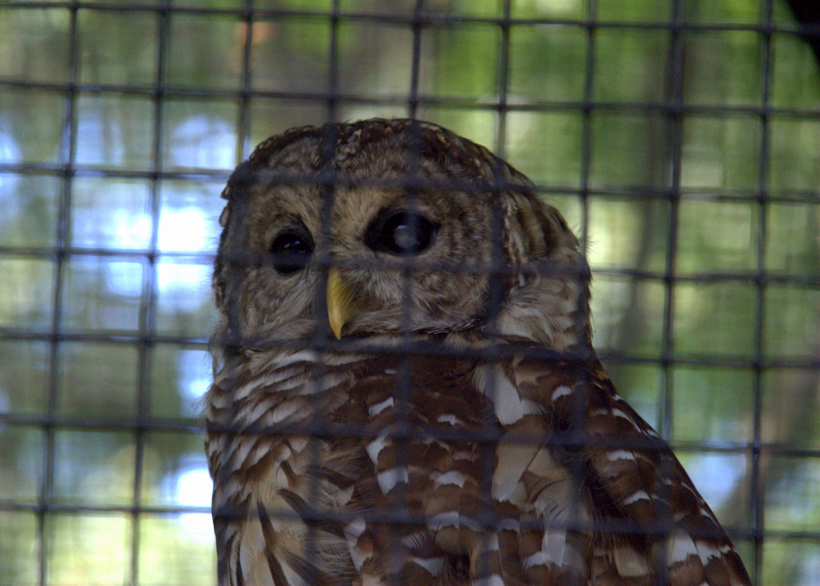Barred Owl