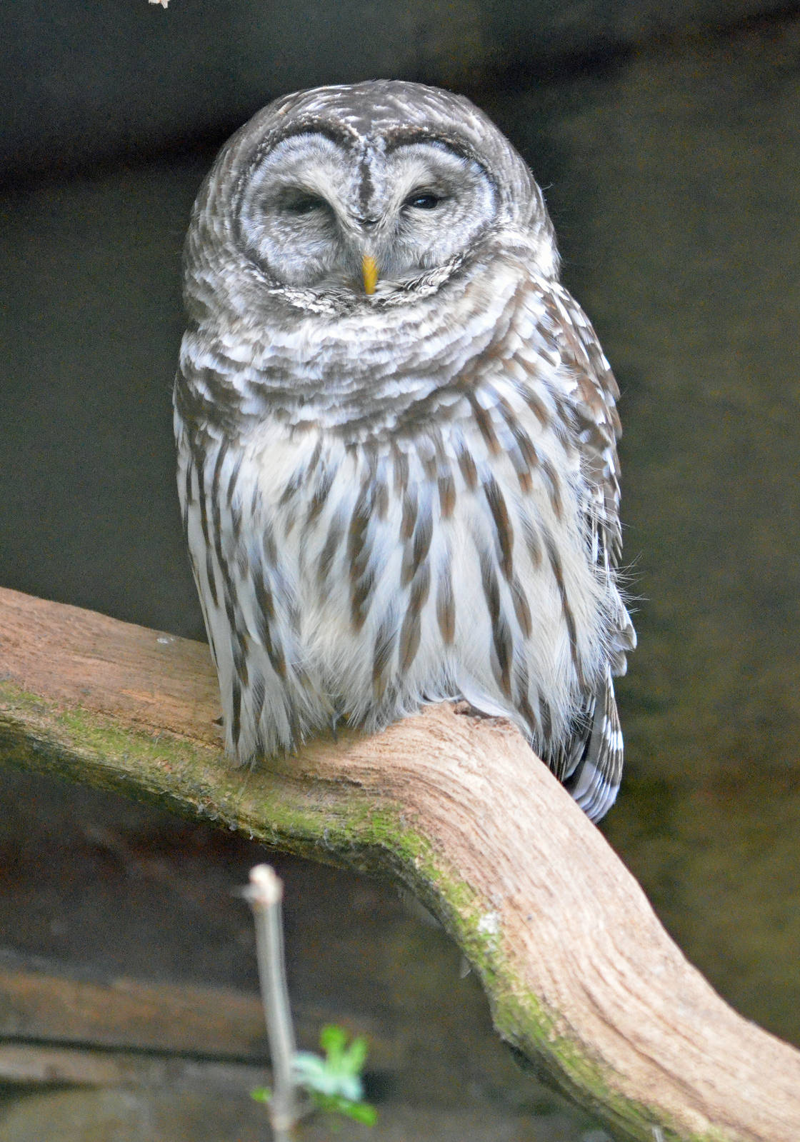 Barred owl
