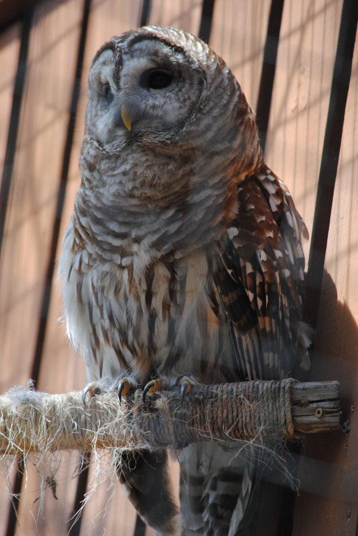 Barred Owl
