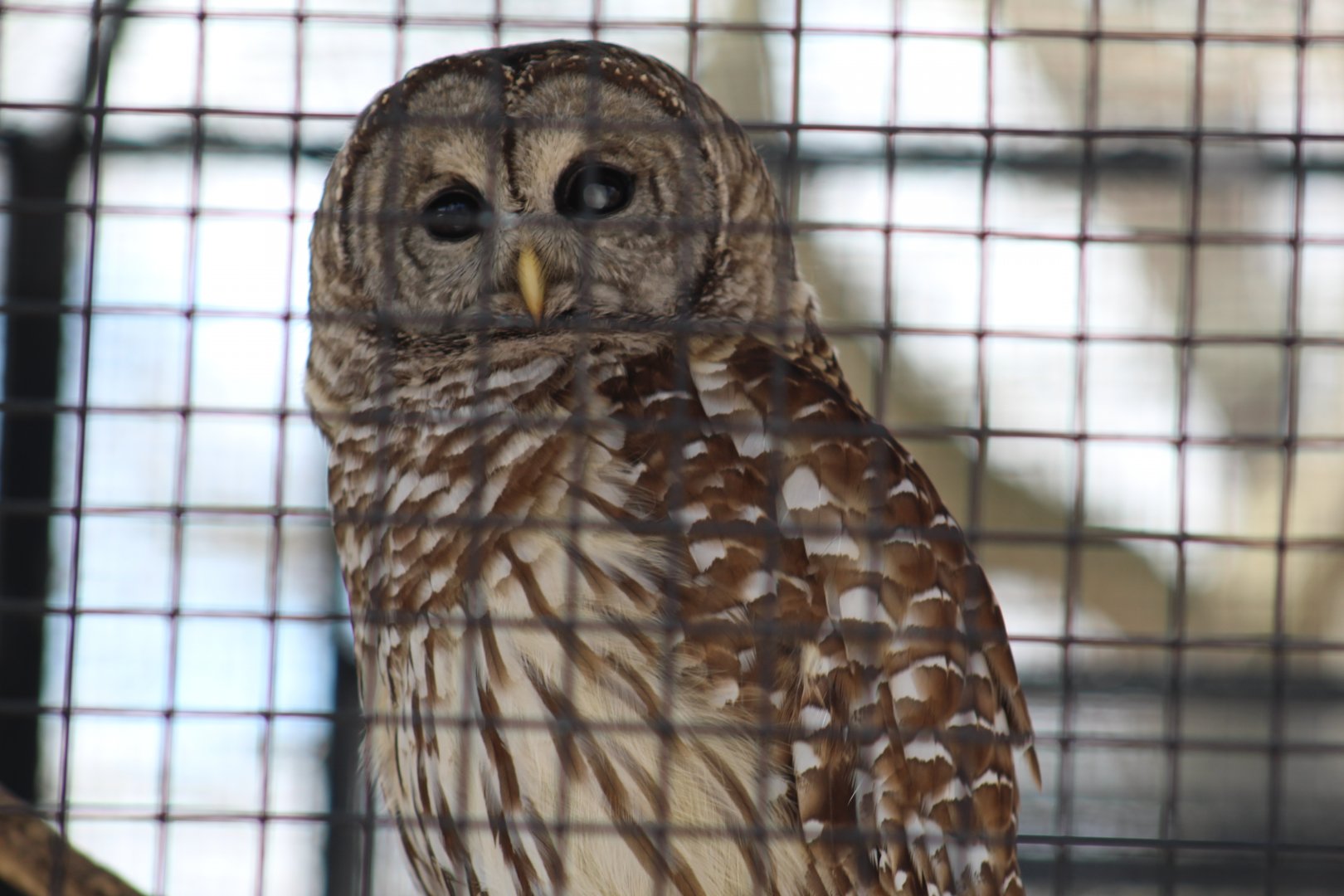 Barred Owl