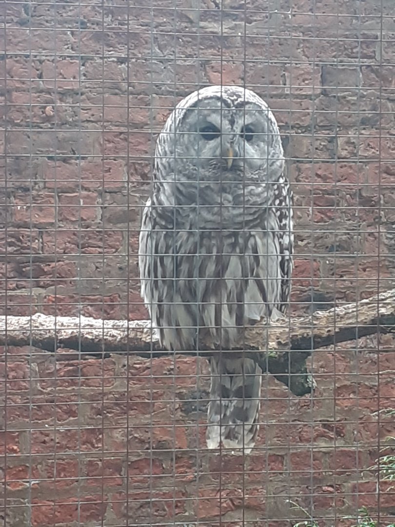 Barred owl