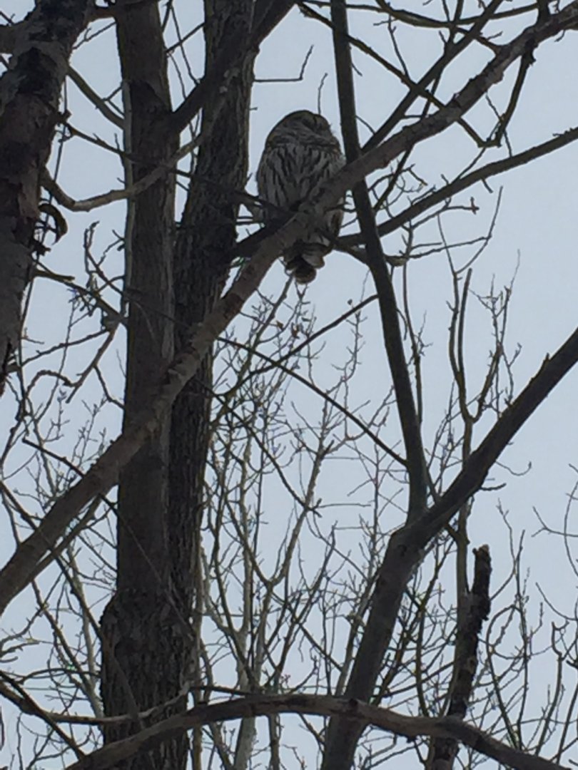 Barred Owl