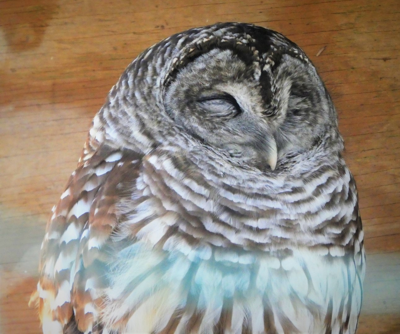 Barred Owl