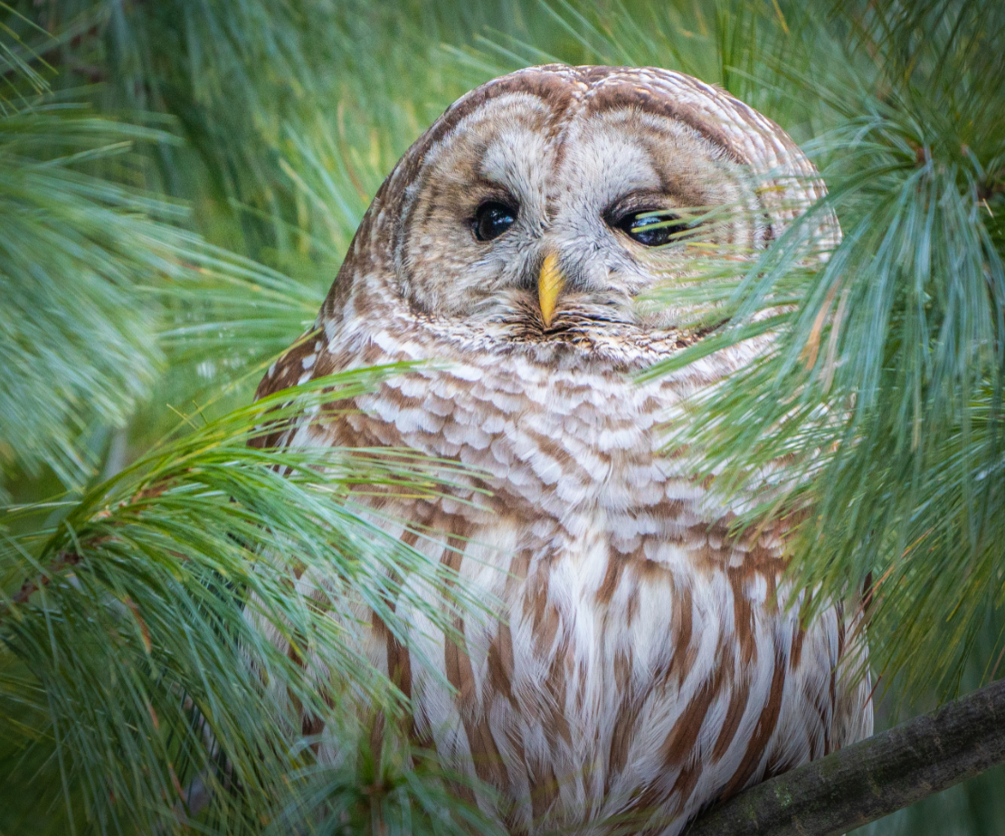 Barred Owl